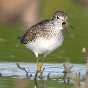 Solitary Sandpiper